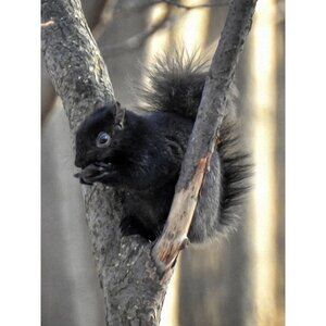 Black Squirrel Eating in‎ a Tree Oil Painting Art Photography Print